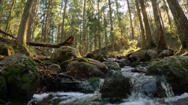 Petit Ruisseau Cascade Eau Cristalline Dans Parc National Nuuksio Finlande — Video