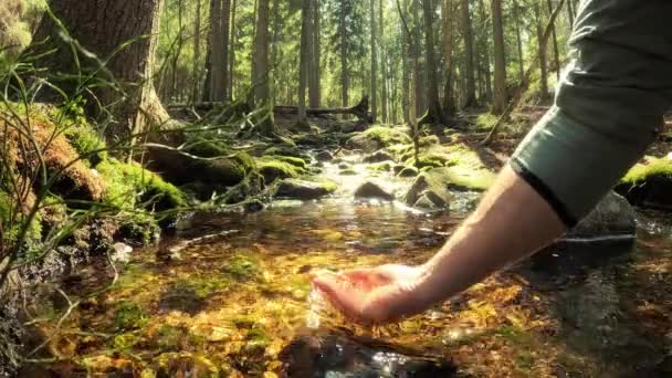 Ormandaki Bir Dereden Temiz Içme Suyu Alan Adam Yakından Çek — Stok video