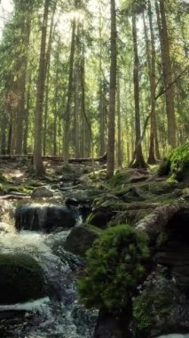Finlandiya Nuuksio Ulusal Parkı 'nda küçük bir kristal su çağlayan dere. Ormanda güneşli bir yaz günü. Kayalarda akan güzel kaynak suyu.