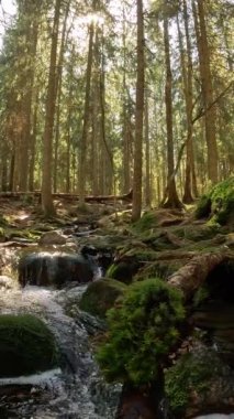 Finlandiya Nuuksio Ulusal Parkı 'nda küçük bir kristal su çağlayan dere. Ormanda güneşli bir yaz günü. Kayalarda akan güzel kaynak suyu.