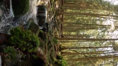 Finlandiya Nuuksio Ulusal Parkı 'nda küçük bir kristal su çağlayan dere. Ormanda güneşli bir yaz günü. Kayalarda akan güzel kaynak suyu.