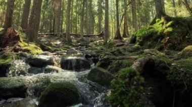 Finlandiya Nuuksio Ulusal Parkı 'nda küçük bir kristal su çağlayan dere. Ormanda güneşli bir yaz günü. Kayalarda akan güzel kaynak suyu.