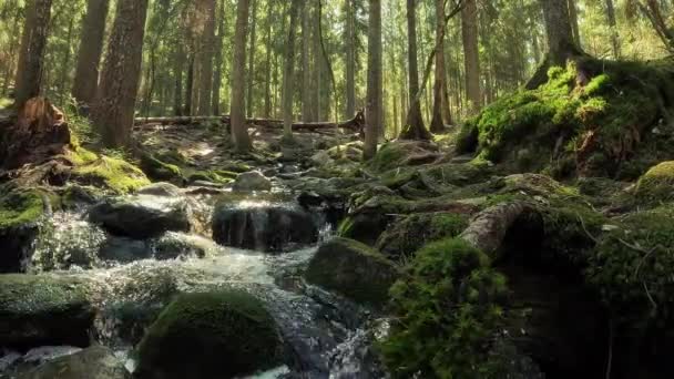 Small Crystal Water Cascading Creek Nuuksio National Park Finland Sunny — Stock Video