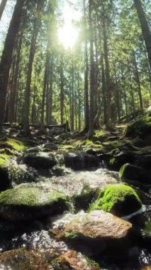 Finlandiya Nuuksio Ulusal Parkı 'nda küçük bir kristal su çağlayan dere. Ormanda güneşli bir yaz günü. Kayalarda akan güzel kaynak suyu.