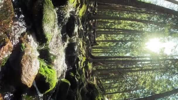 Pequeño Arroyo Cascada Agua Cristalina Parque Nacional Nuuksio Finlandia Día — Vídeos de Stock
