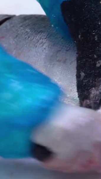 Asiat Krájení Filet Lososa Rybárnou Stolu Dolly Zastřelen Detailní Záběr — Stock video