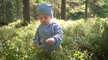 Finlandiya 'da yaz günü ormanda yabanmersini toplayan sevimli küçük çocuk.