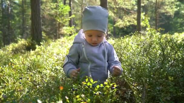 Liebenswerter Kleiner Junge Pflückt Einem Sommertag Finnland Blaubeeren Wald — Stockvideo