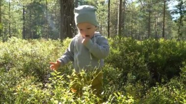 Finlandiya 'da yaz günü ormanda yabanmersini toplayan sevimli küçük çocuk.
