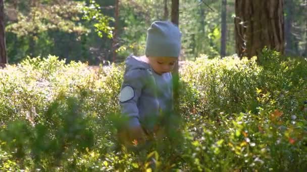 Adorable Niño Recogiendo Arándanos Bosque Día Verano Finlandia — Vídeos de Stock