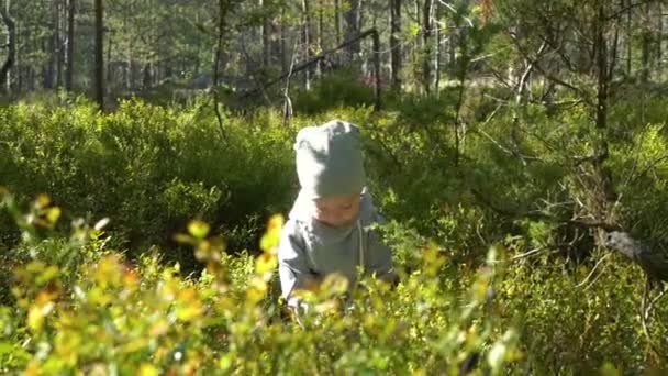 Söt Liten Pojke Som Plockar Blåbär Skogen Sommardagen Finland — Stockvideo