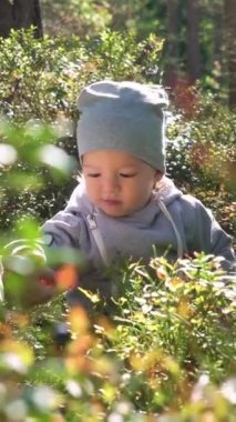 Finlandiya 'da yaz günü ormanda yabanmersini toplayan sevimli küçük çocuk.