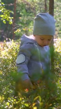 Finlandiya 'da yaz günü ormanda yabanmersini toplayan sevimli küçük çocuk.