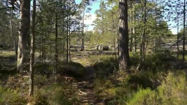 Caminando Pov Camino Los Bosques Otoño Finlandia — Vídeo de stock