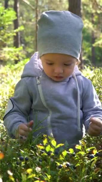 Прекрасный Маленький Мальчик Собирает Чернику Лесу Летний День Финляндии — стоковое видео