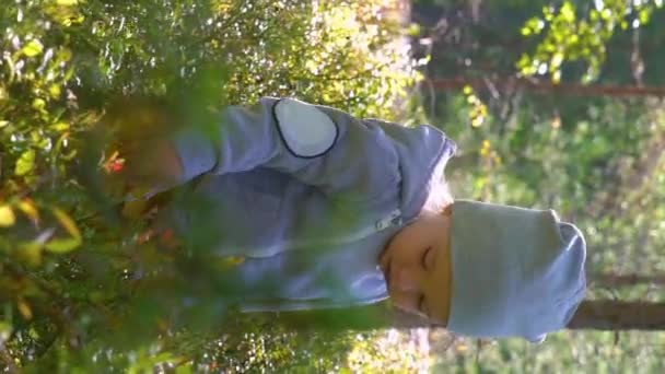Прекрасный Маленький Мальчик Собирает Чернику Лесу Летний День Финляндии — стоковое видео