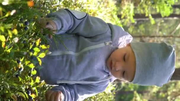 Adorable Niño Recogiendo Arándanos Bosque Día Verano Finlandia — Vídeo de stock
