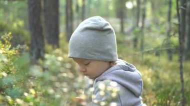 Finlandiya 'da yaz günü ormanda yabanmersini toplayan sevimli küçük çocuk.