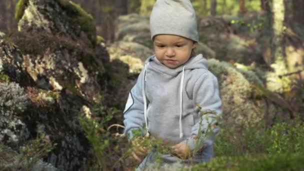 Menino Adorável Pegando Mirtilo Floresta Dia Verão Finlândia — Vídeo de Stock