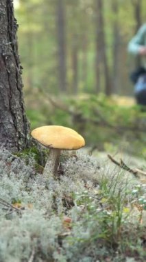 Sırt çantalı bir erkek yürüyüşçü ulusal parkta yargılanıyor. Sırt çantalı adamlar kuzey ormanında yürüyüş yapıyor. Macera gezgini