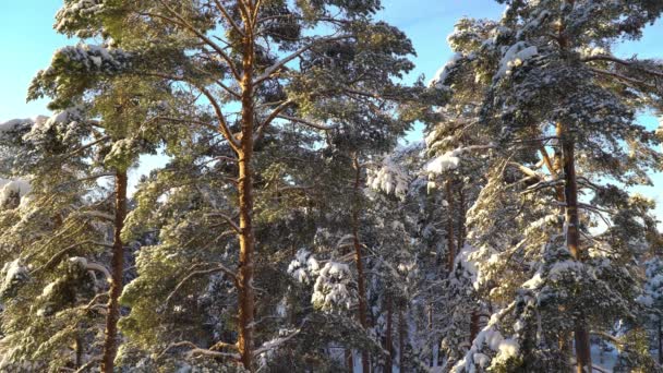 Χειμερινό Πευκοδάσος Στη Φινλανδία — Αρχείο Βίντεο
