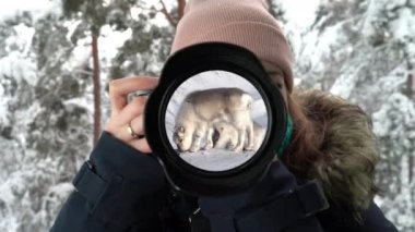 Genç bir kadın fotoğrafçı, kış ormanlarında fotoğraf çeker. Karla kaplı çamlar ve günbatımı aynada yansıtılır..