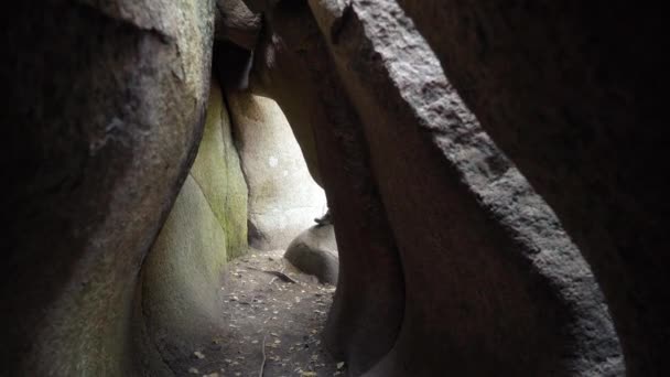 Dojrzały Męski Poszukiwacz Przygód Sprzętem Wędrówek Samotnie Zwiedzający Leśną Jaskinię — Wideo stockowe