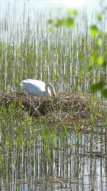 Swan Rassen Zijn Nest Finland — Stockvideo