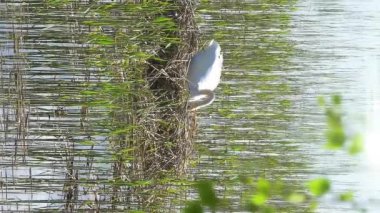 Yuvasını Finlandiya'da içinde Swan doğurmak.