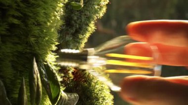 Erkek el yeşil yosunlarda enerji tasarruflu bir ampulle sevişiyor ve kuzey ormanının yeşillikleri arasında parlıyor, doğadan enerji çekiyor..