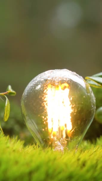 Энергосберегающая Лампочка Мерцает Светится Среди Зелени Девственного Северного Леса Черпая — стоковое видео