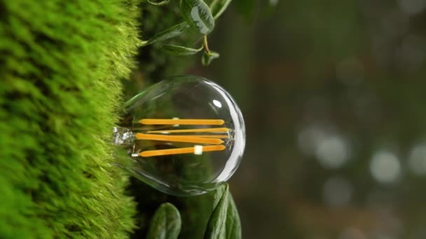 Энергосберегающая Лампочка Мерцает Светится Среди Зелени Девственного Северного Леса Черпая — стоковое видео