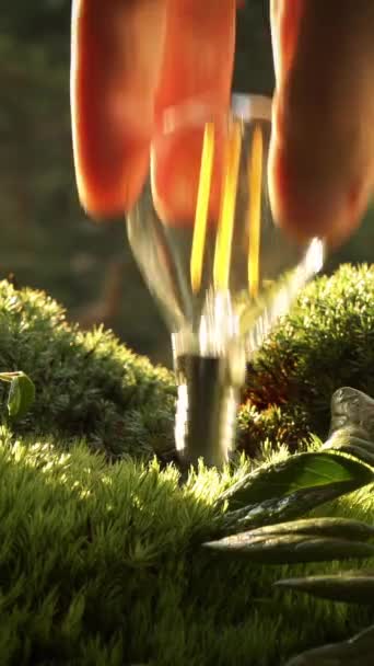 緑の苔の省エネ電球をねじ込み 原生林の緑の中で点灯し 自然のエネルギーを描画男性の手 — ストック動画