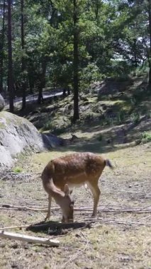 Sika veya benekli geyik sürüsü Hayvanat Bahçesi.