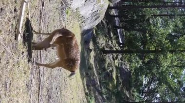 Sika veya benekli geyik sürüsü Hayvanat Bahçesi.