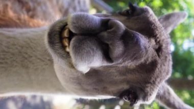Hayvanat bahçesindeki Alpaca Vicugna paketleri