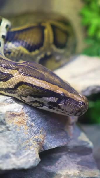 老虎蟒蛇在动物园里 后续行动 — 图库视频影像