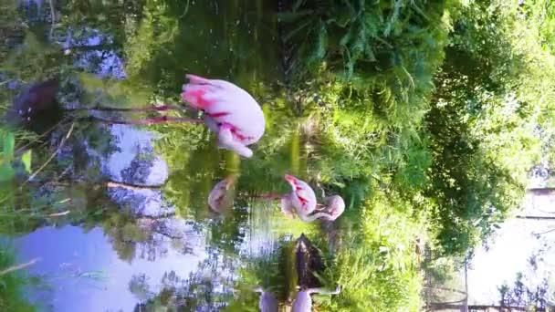 Розовые Фламинго Пруда Зоопарка — стоковое видео