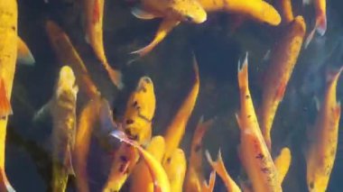 Süslü turuncu Koi balık gölet