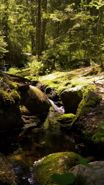 Pequeño Arroyo Cascada Agua Cristalina Parque Nacional Finlandia Con Los — Vídeos de Stock