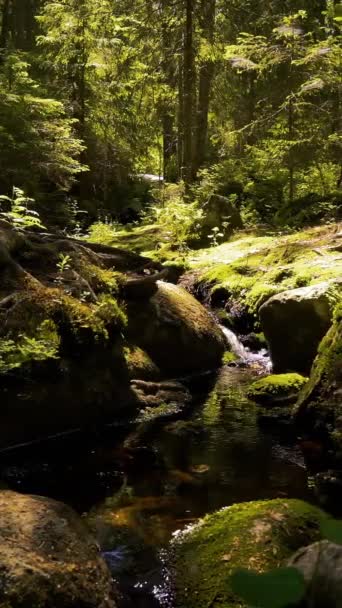 芬兰国家公园的小水晶球串流小河 伴随着大自然的声音 鸟儿的歌唱 溪流的低语 — 图库视频影像