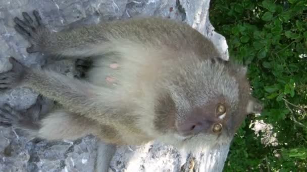 Cangrejo Salvaje Comiendo Macaco Monkey Island Cerca Phi Phi Tailandia — Vídeos de Stock