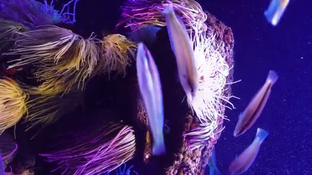 Szivárvány Wrasses Tengeri Korallok Akvárium Növények Trópusi Színes Halak — Stock videók
