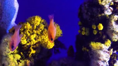 Deniz akvaryum bitkiler ve tropikal renkli balıklar