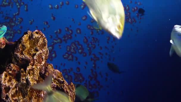 Sjøakvarium Med Planter Tropiske Fargefisker – stockvideo