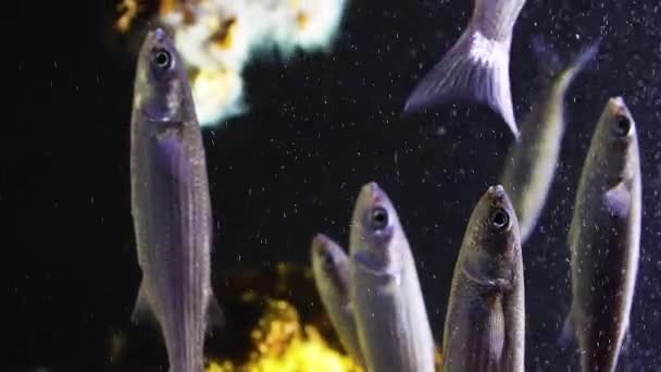 Γκρι Μπαρμπούνι Ενυδρείο Φυτά Και Πολύχρωμα Τροπικά Ψάρια — Αρχείο Βίντεο