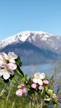 Norveç 'in Hardanger fijord kasabasındaki Alvik köyündeki bir meyve bahçesindeki dağların arka planında çiçek açan renkli elmalar. Dikey video