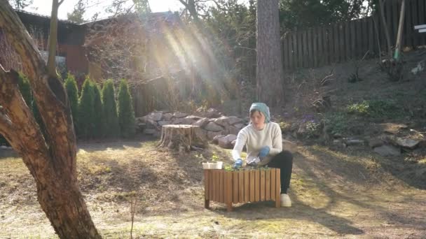 Woman Planting Seedlings Bed Garden Spring Sunny Evening Stok Rekaman