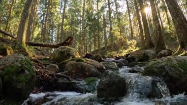 Finlandiya Nuuksio Ulusal Parkı 'nda küçük bir kristal su çağlayan dere. Ormanda güneşli bir yaz günü. Kayalarda akan güzel kaynak suyu. Doğanın sesleriyle, kuşların cıvıltılarıyla, mırıltılarıyla