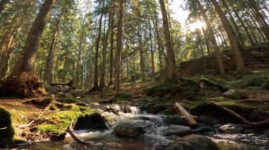 Finlandiya Nuuksio Ulusal Parkı 'nda küçük bir kristal su çağlayan dere. Ormanda güneşli bir yaz günü. Kayalarda akan güzel kaynak suyu. Doğanın sesleriyle, kuşların cıvıltılarıyla, mırıltılarıyla